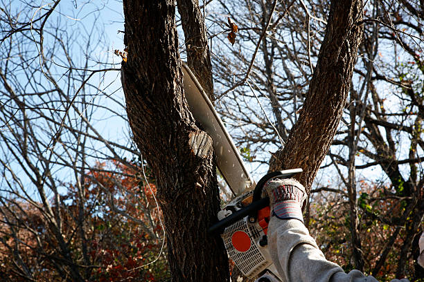 How Our Tree Care Process Works  in  St George, UT