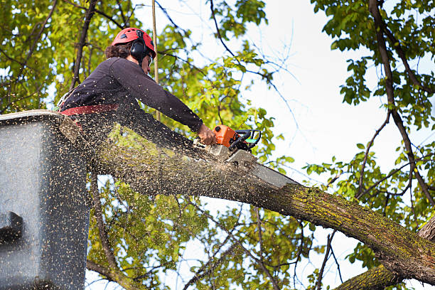 St George, UT Tree Services Company